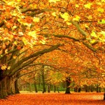 jesienia-park-drzewa